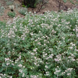 Marre burn, Sunset Valley, Manzana