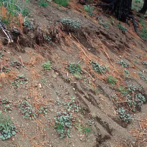 Marre burn, Sunset Valley, Manzana