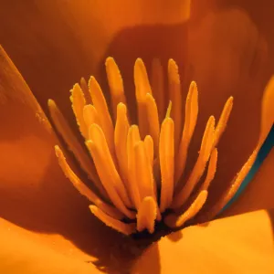 Figueroa Mountain (California Poppy)