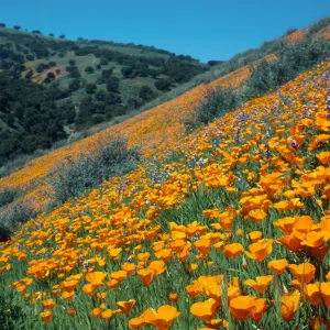  (California Poppy), Tepusquet