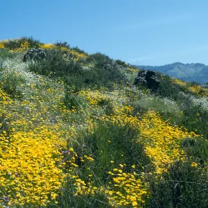Figueroa Mountain
