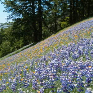 Figueroa Lupine and California Poppy