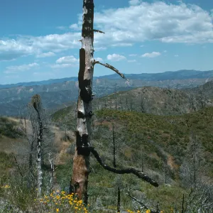 trail to old mine, East Pinery, Figueroa Mountain