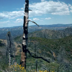 trail to old mine, East Pinery, Figueroa area