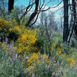 trail to old mine, East Pinery, Figueroa area