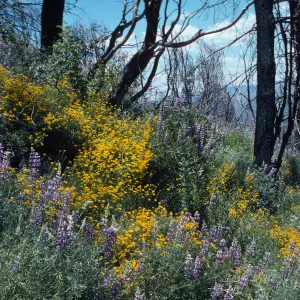 trail to old mine, East Pinery, Figueroa Mountain area