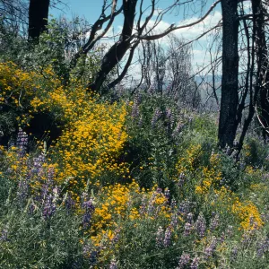 trail to old mine, East Pinery, Figueroa Mountain area