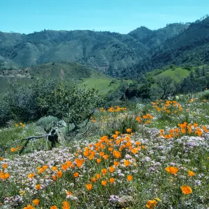 Figueroa Mountain