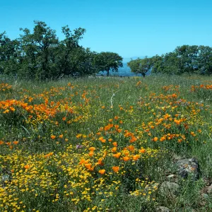 Figueroa Mountain