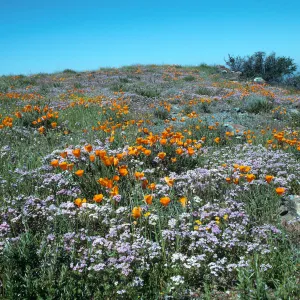 Figueroa Mountain