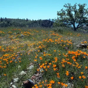 Figueroa Mountain