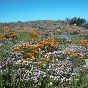 Figueroa Mountain