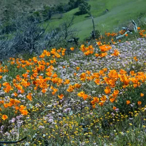 Figueroa Mountain