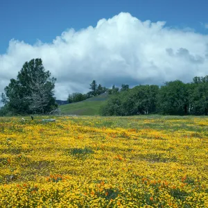 Figueroa Mountain