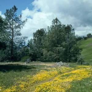 Figueroa Mountain