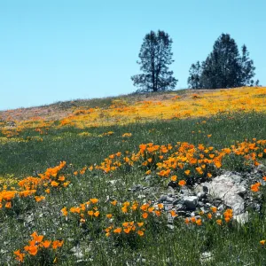 Figueroa Mountain
