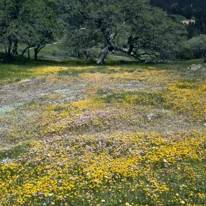 Figueroa Mountain