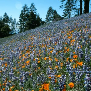 Figueroa Mountain