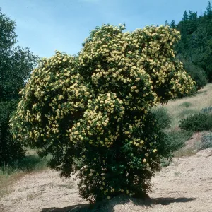 Elderberry (Elderberry), Figueroa Mountain