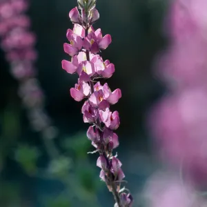 Anza-Borrego State Park