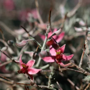 Anza-Borrego State Park