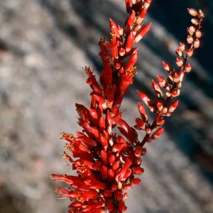 Anza-Borrego State Park