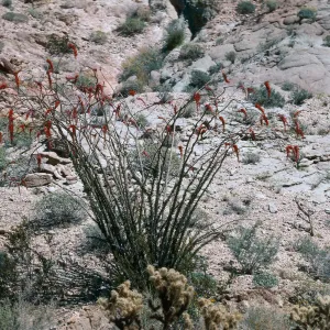 Anza Borrego