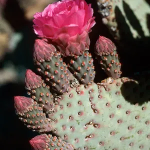 Anza-Borrego State Park (Prickly-pear)