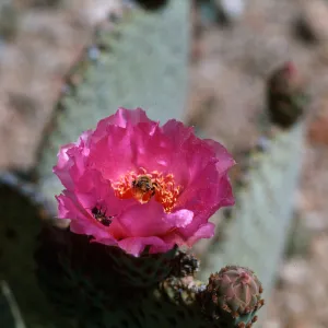 Anza-Borrego State Park (Prickly-pear)
