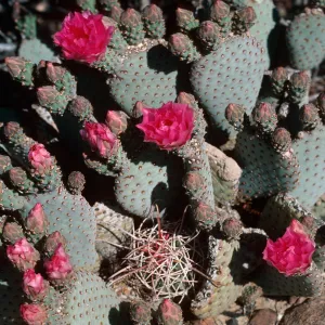 Anza-Borrego State Park (Prickly-pear)
