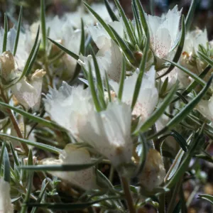 near Mecca & Joshua Tree