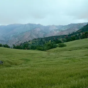 scenery, Figueroa Mountain area
