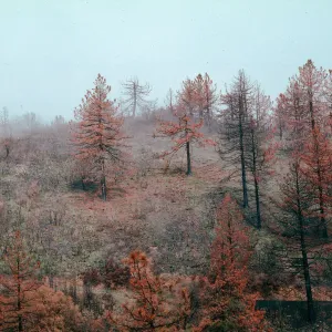 scenery, Marre burn, Figueroa Mountain area