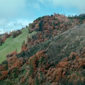 scenery, Marre burn, Figueroa Mountain area
