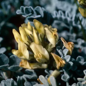 Astragalus traskiae, Trasks Locoweed, Santa Barbara Island
