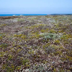 Fraser Point, Santa Cruz Island