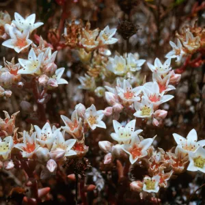 Fraser Point, Santa Cruz Island