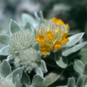Lotus argophyllus v. niveus, Silver Lotus, endemic, Santa Cruz Island