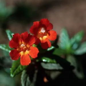 Mimulus flemingii, Island Monkey Flower, Santa Cruz Island