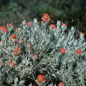 Castilleja lanata sub. hololeuca, Island Paint Brush, Santa Cruz Island