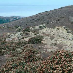 Eriogonum arborescens, Buckwheat, Santa Cruz Island