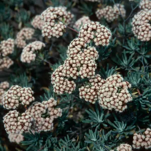 Eriogonum arborescens, Buckwheat, Santa Cruz Island