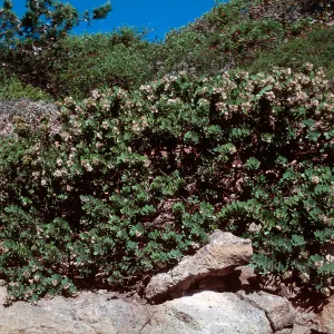 Arctostaphylos confertiflora (Santa rosa island manzanita), Manzanita, Santa Rosa Island