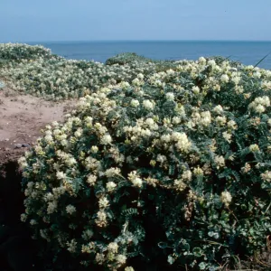 Astragalus miguelensis, Island Locoweed, Santa Rosa Island