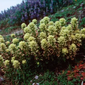 Castilleja mollis, Soft-Leaved Paintbrush, Santa Rosa Island