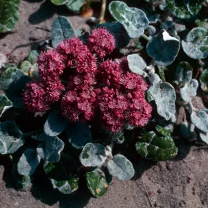 Eriogonum grande v rubescens, Red Buckwheat, Santa Rosa Island