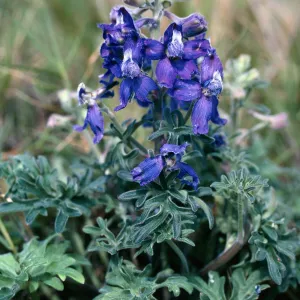 Delphinium parryi ssp. maritinum, Parrys Larkspur, Santa Rosa Island