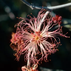 Organ Pipe National Monument
