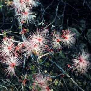Organ Pipe National Monument