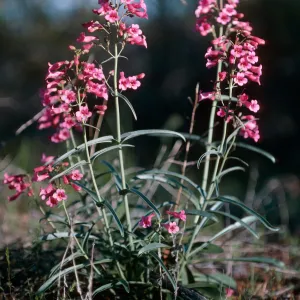 Organ Pipe National Monument